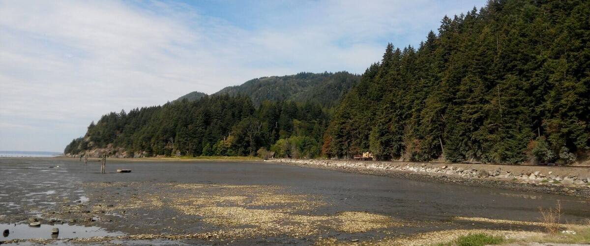 A beach with a forested hillside in the background.