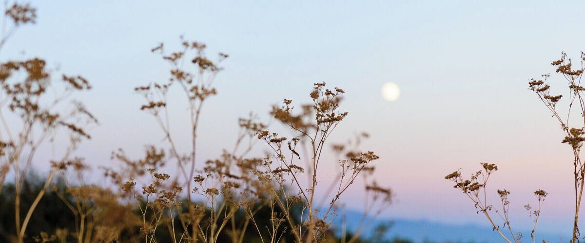 A field of tall grasses with a clear sky and a visible moon.