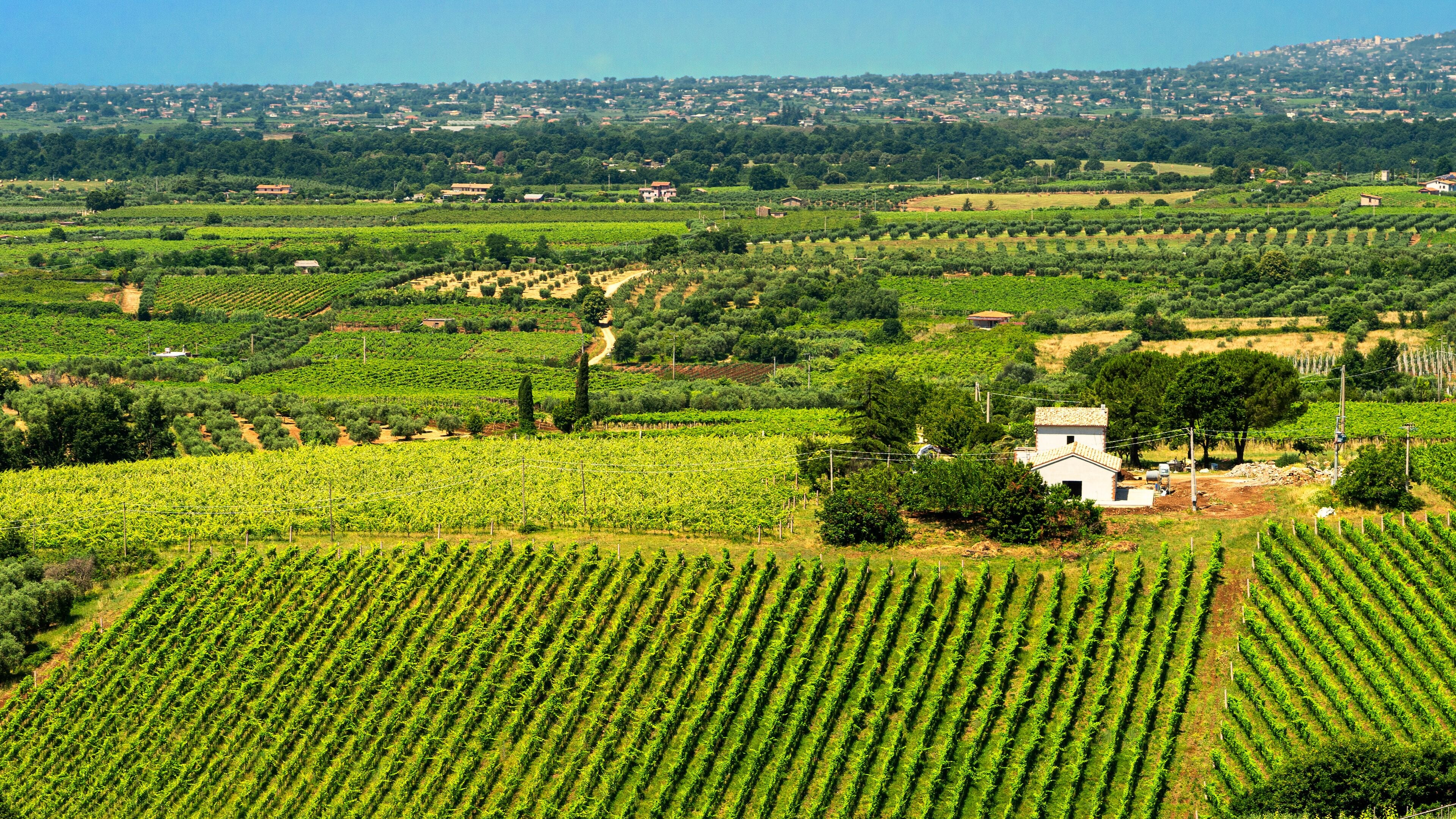 Rural landscape near Velletri at summer