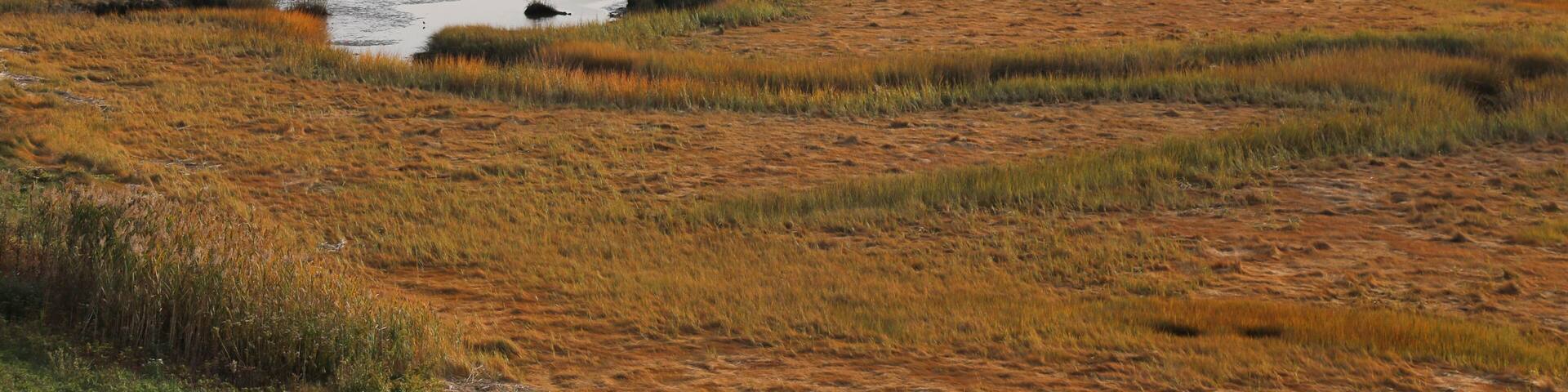 A coastal wetland with marshy terrain and a distant shoreline.