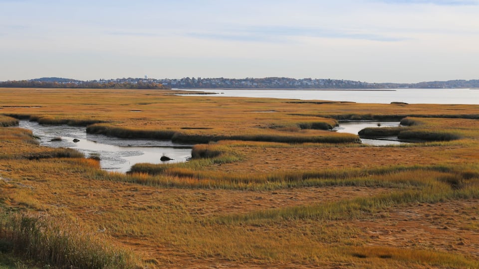 A coastal wetland with marshy terrain and a distant shoreline.