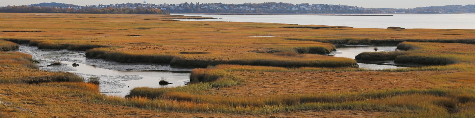 A coastal wetland with marshy terrain and a distant shoreline.