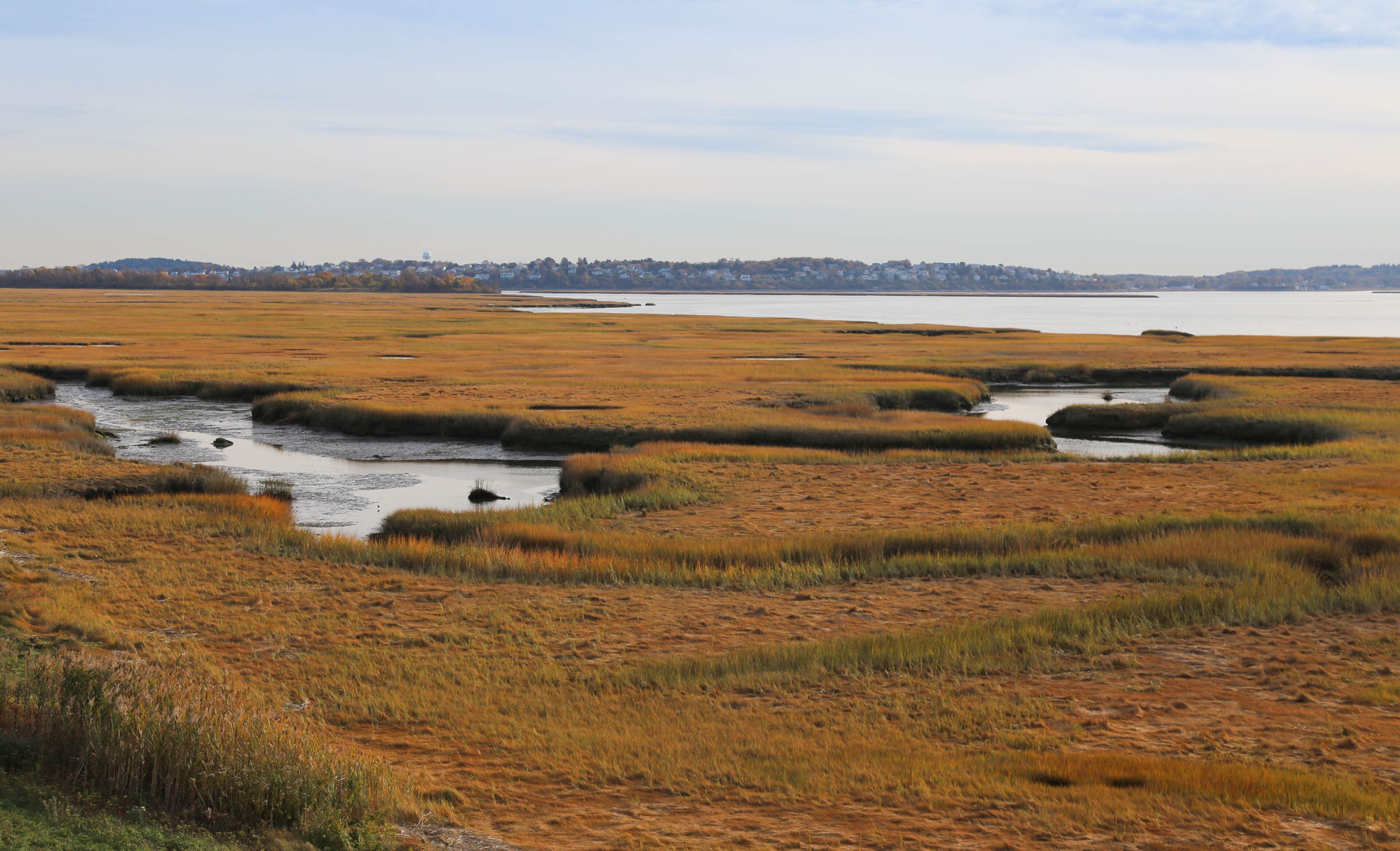 A coastal wetland with marshy terrain and a distant shoreline.