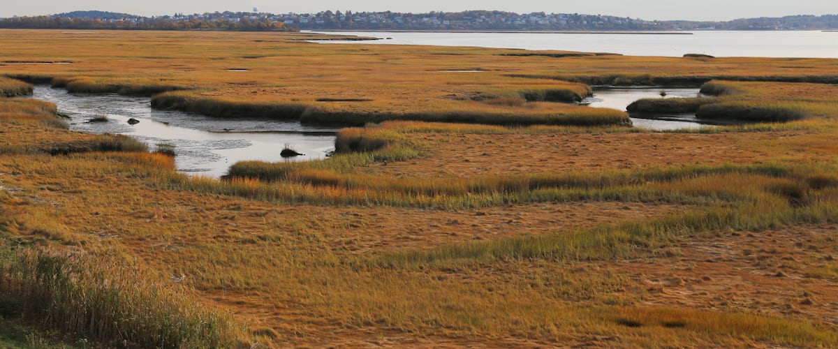 A coastal wetland with marshy terrain and a distant shoreline.