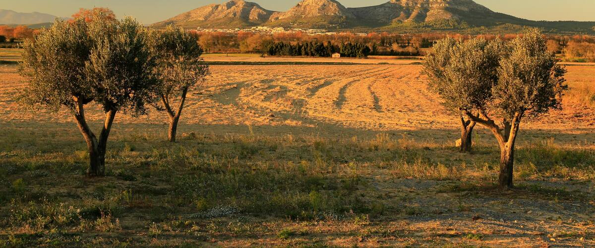 A field with two olive trees and distant mountains under a clear sky.