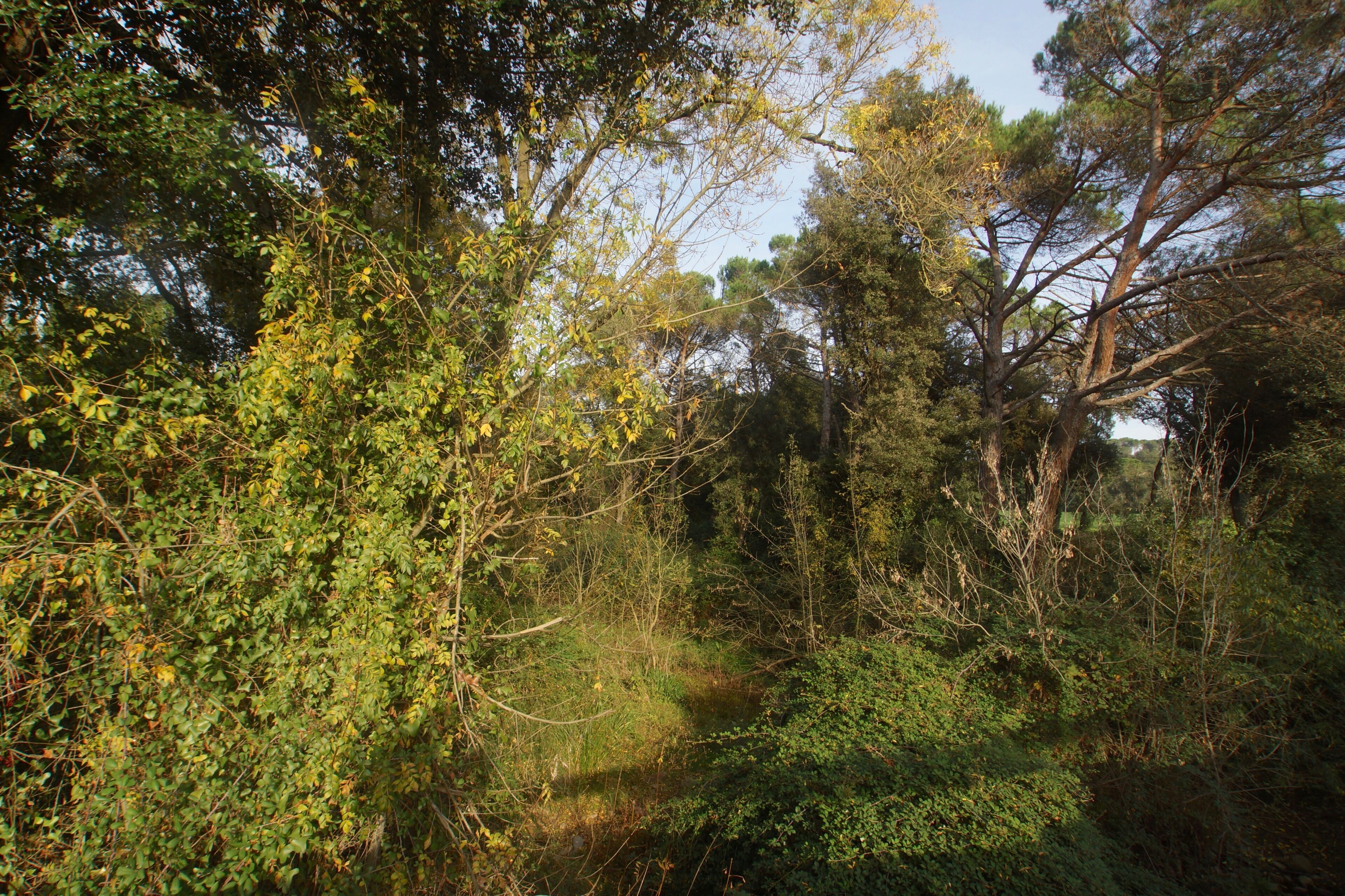 La Bisbal d'Empordà, Catalonia: Riparian forest at the river Riera del Vilar at the border with Cruïlles and Sant Sadurní de l'Heura