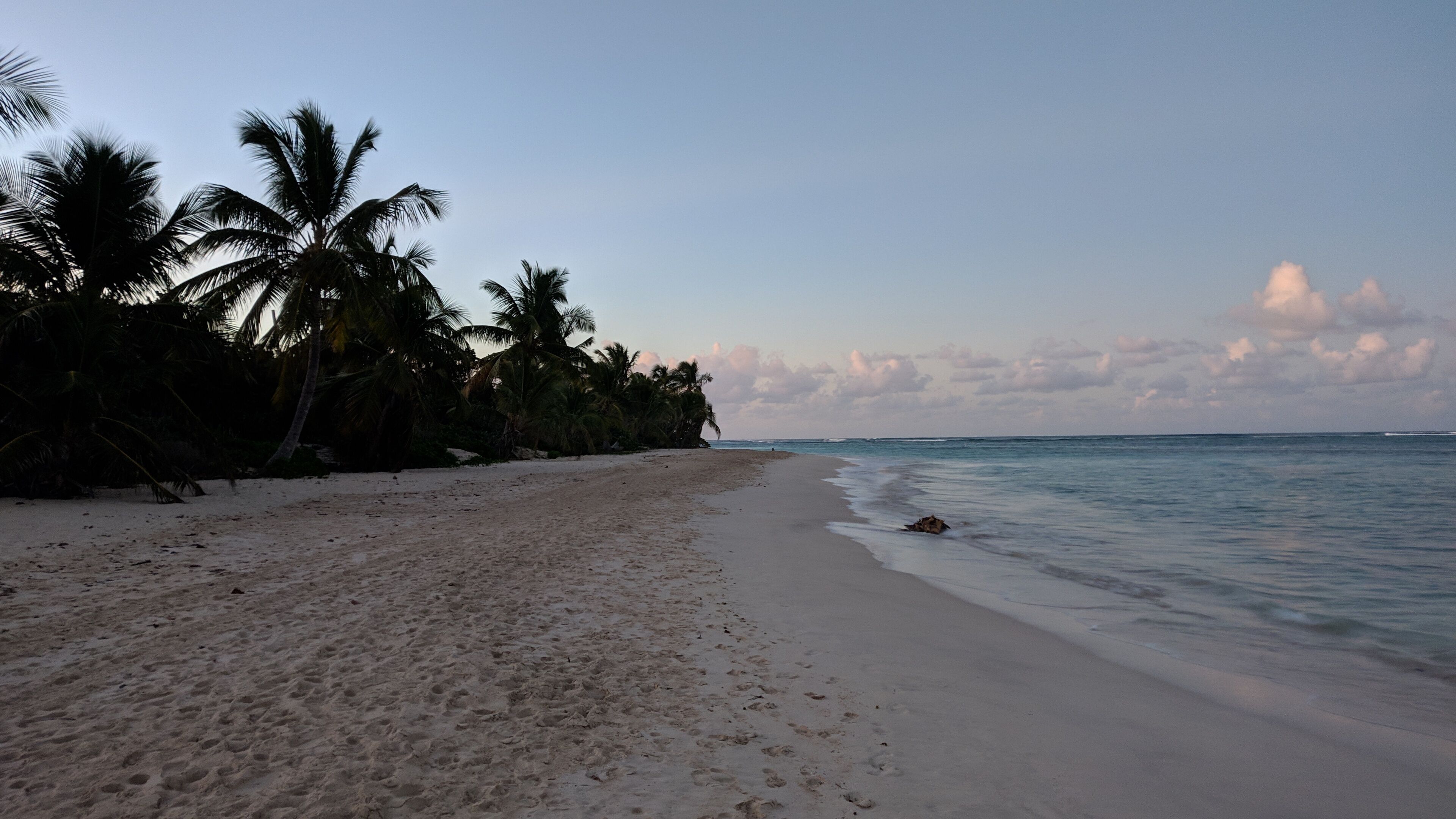 A beach with white sand and palm trees.