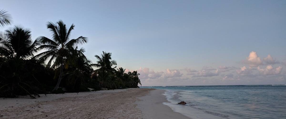 A beach with white sand and palm trees.