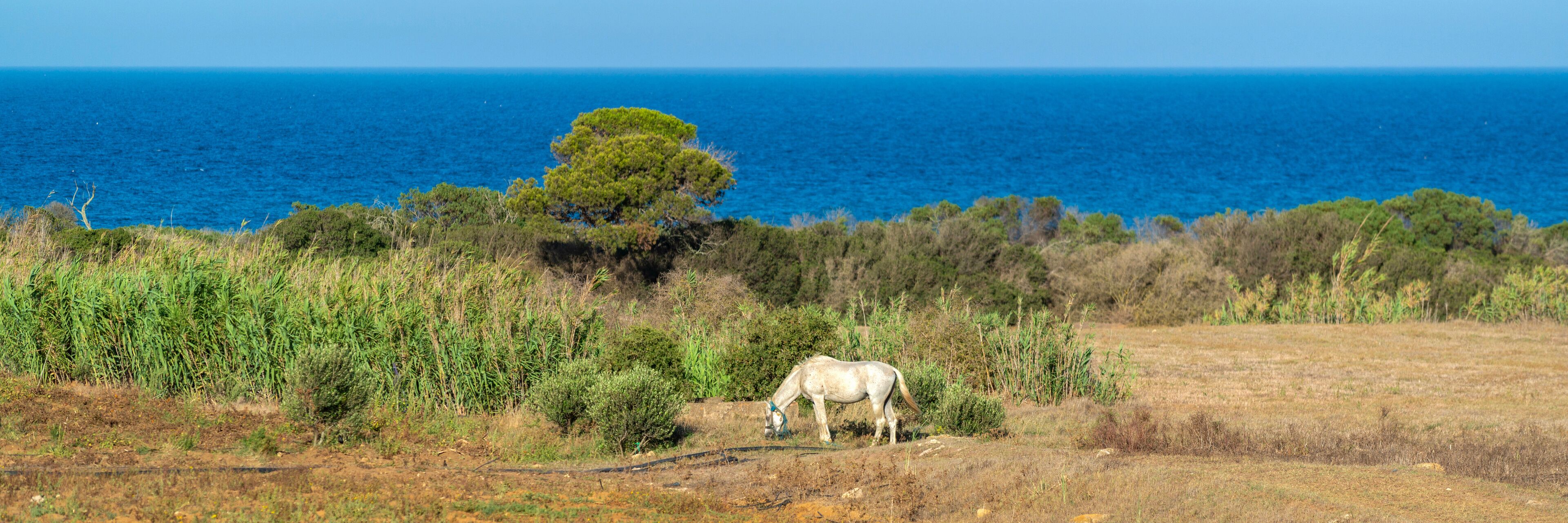 A white horse grazing in a field with a tree and ocean in the background.