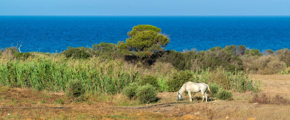 A white horse grazing in a field with a tree and ocean in the background.