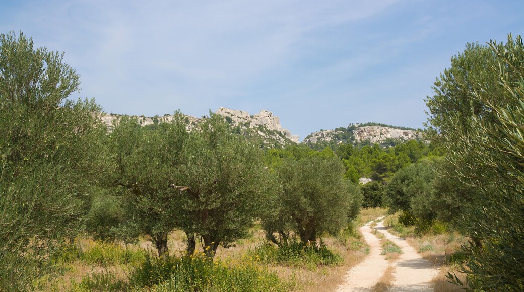 Maussane-les-Alpilles
