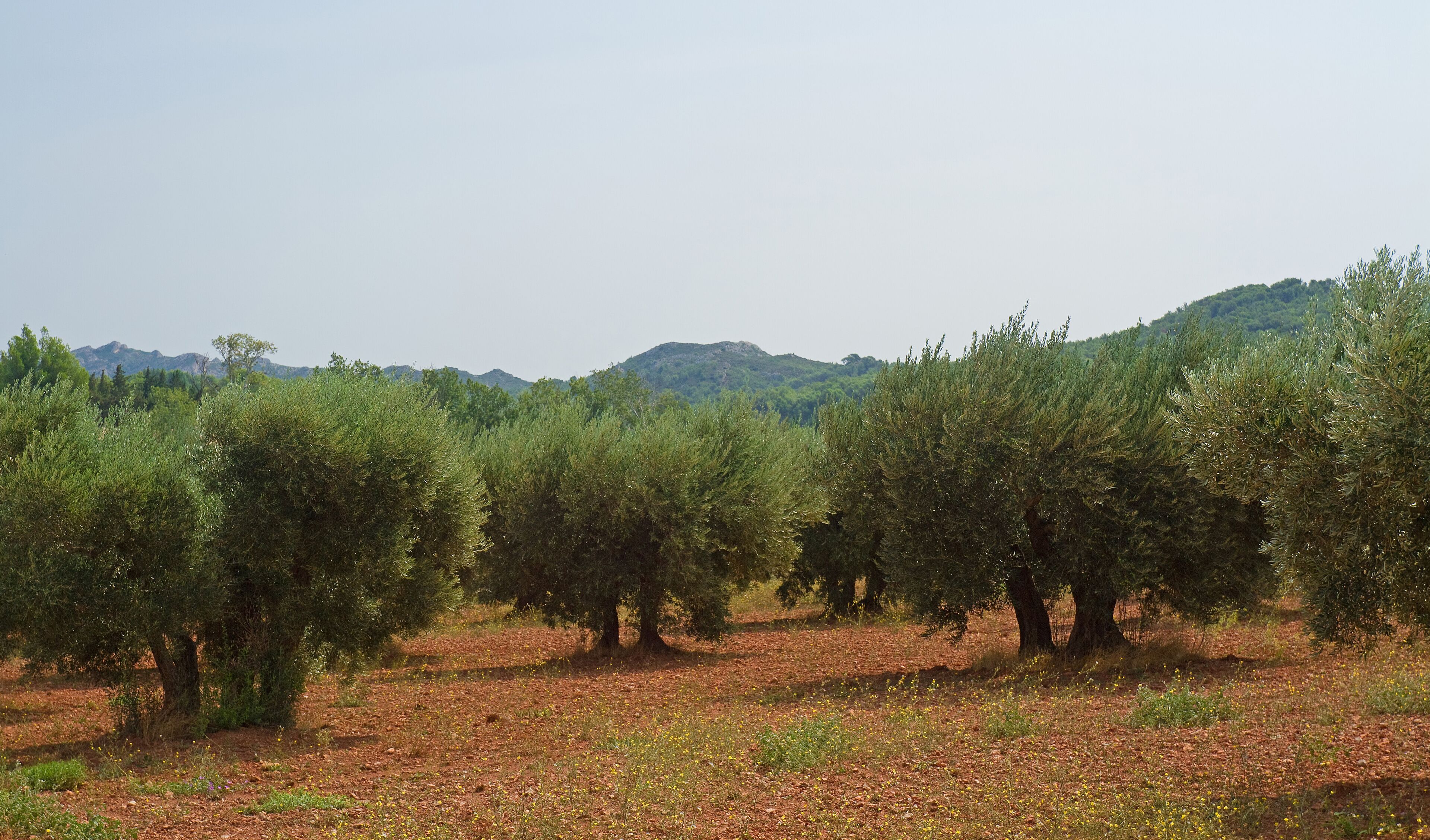 Olivenhain in der Provence