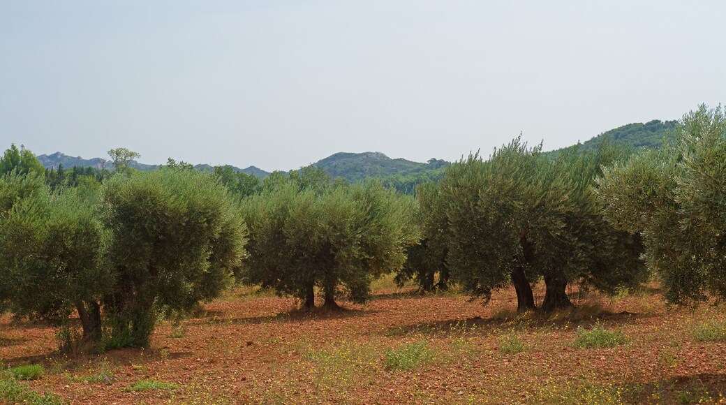Maussane-les-Alpilles