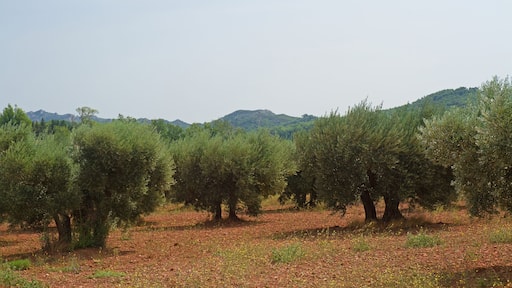 Olivenhain in der Provence
