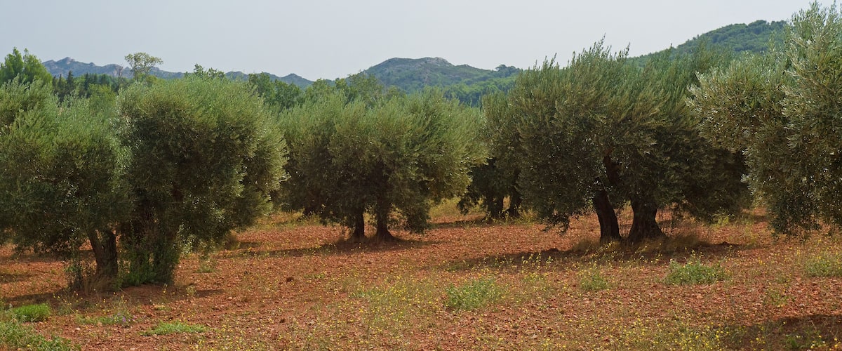 An olive grove with trees and a hilly landscape in the background.
