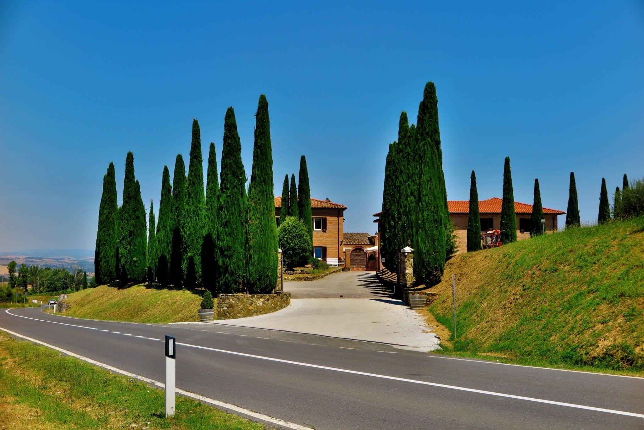 Loving the cypress trees that make the vineyard here magical...