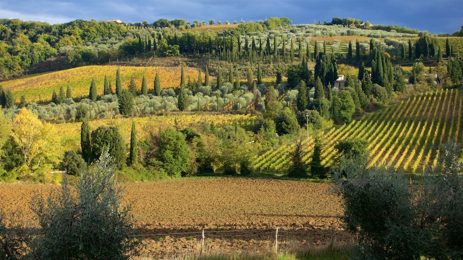 Montalcino ofreciendo situaciones tranquilas y tierra de cultivo