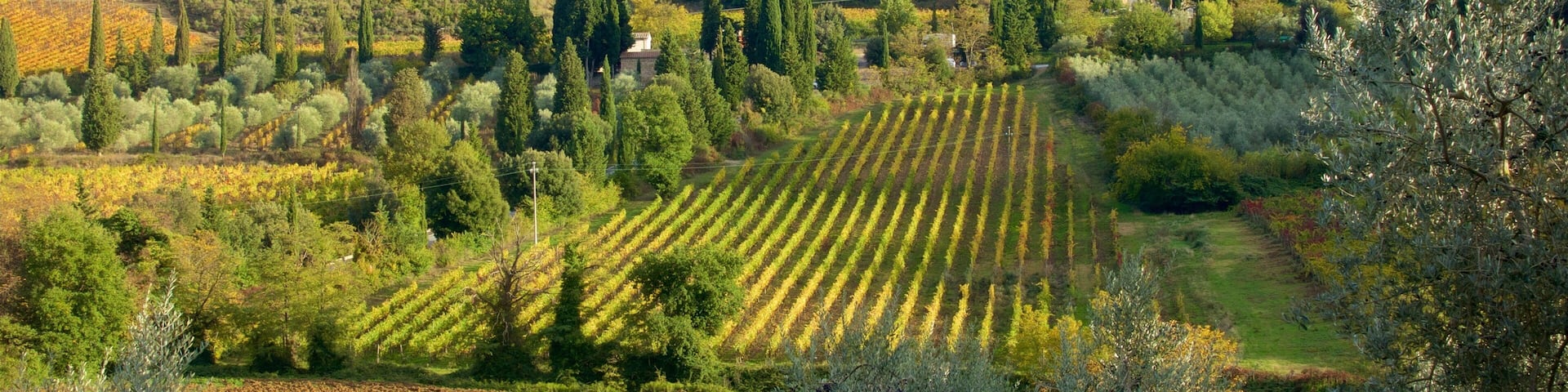 Montalcino mostrando escenas tranquilas y tierras de cultivo