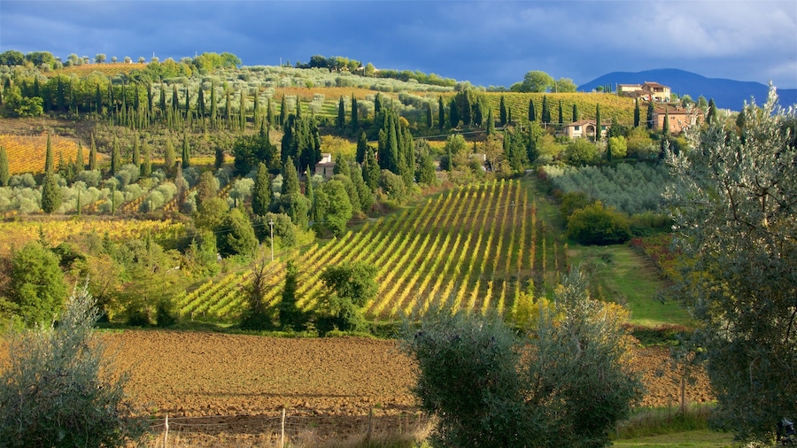 Montalcino fasiliteter samt rolig landskap og åkre