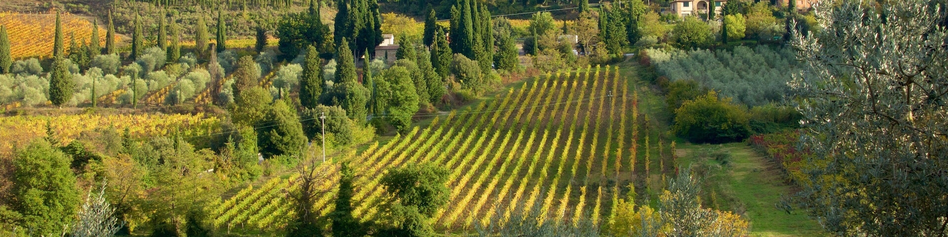 Montalcino mit einem ruhige Szenerie und Farmland