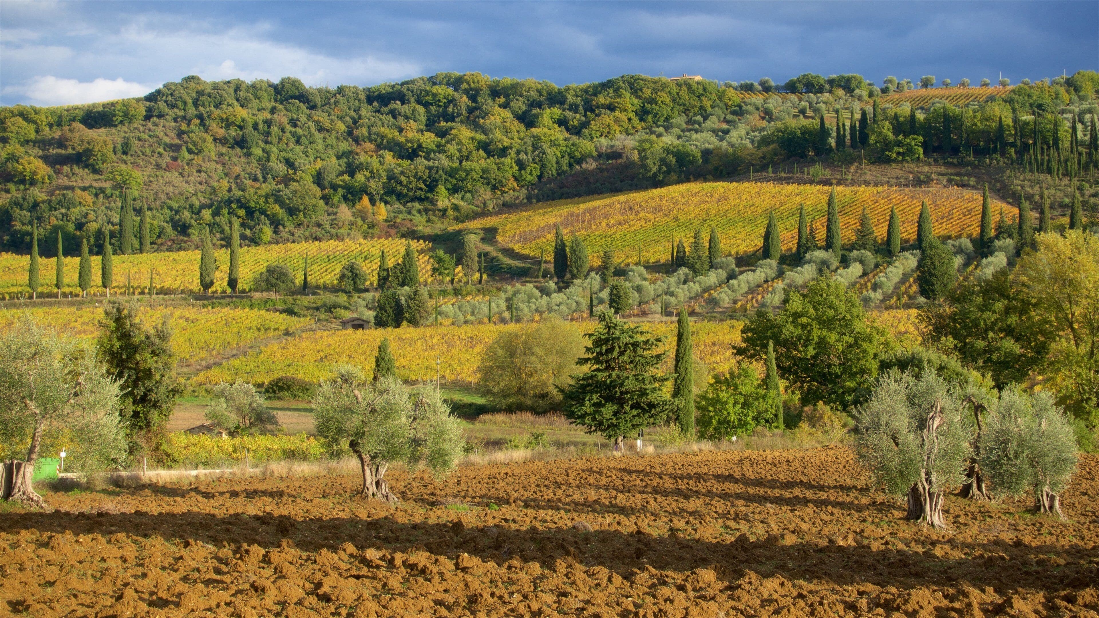 A vineyard with rows of grapevines, olive groves, and a hilly landscape with trees.