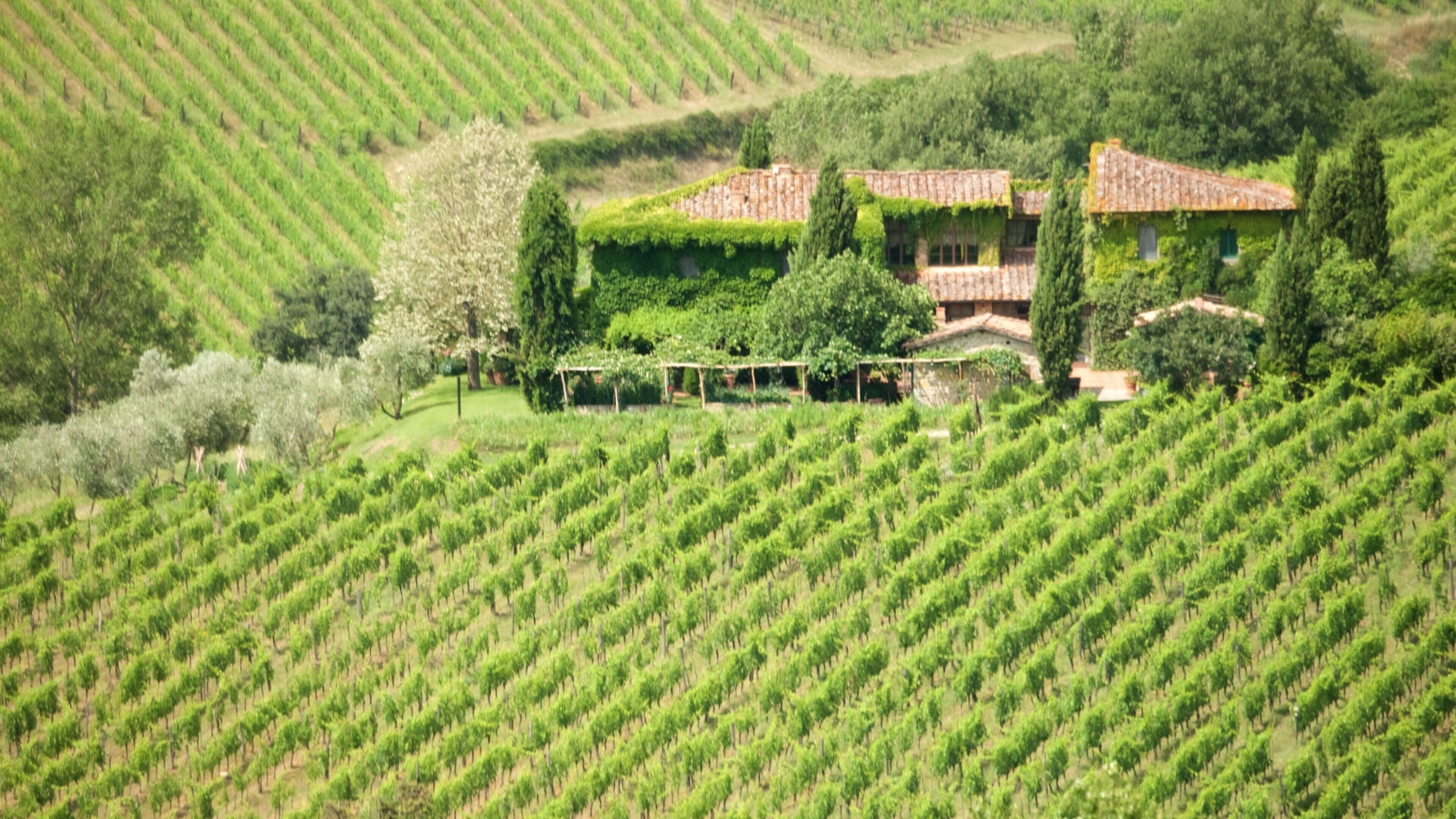 A vineyard with rows of grapevines and a house surrounded by greenery.