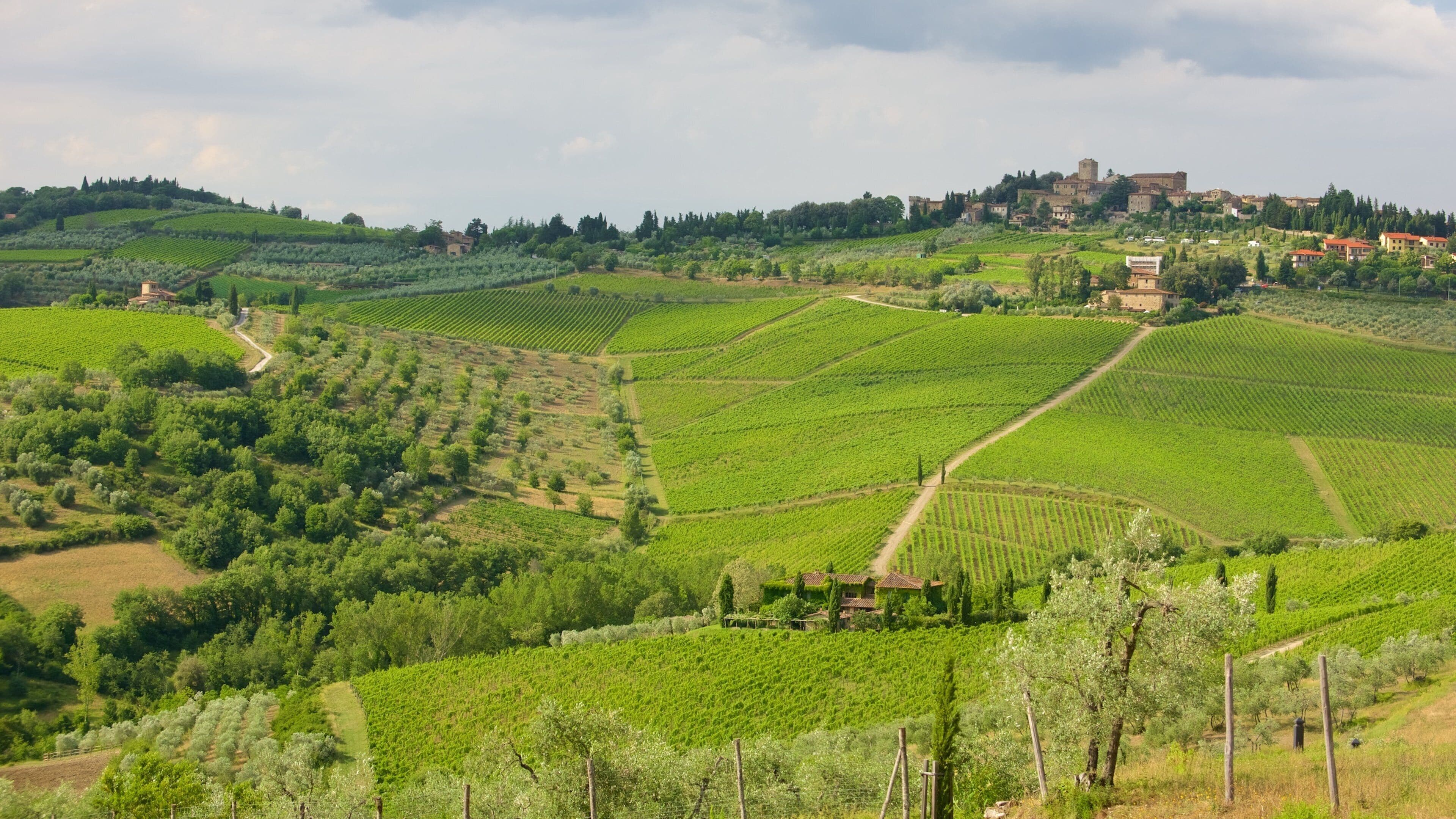 A vineyard landscape with terraced fields, a historic town in the background, and a castle-like structure.