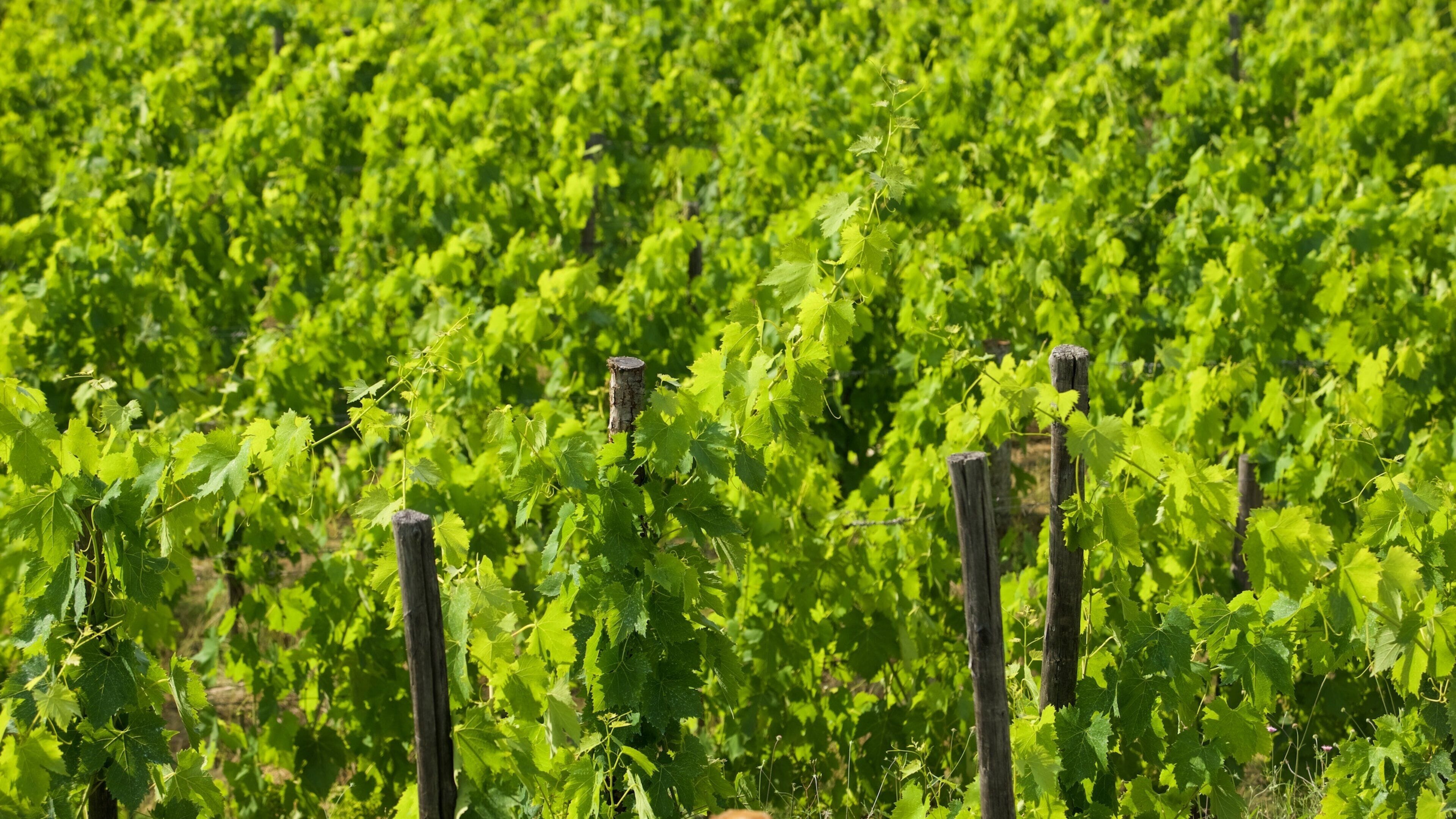 パンツァーノ イン キアンティ 表示 農地