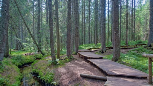 Auf dem Zauberwald-Pfad.