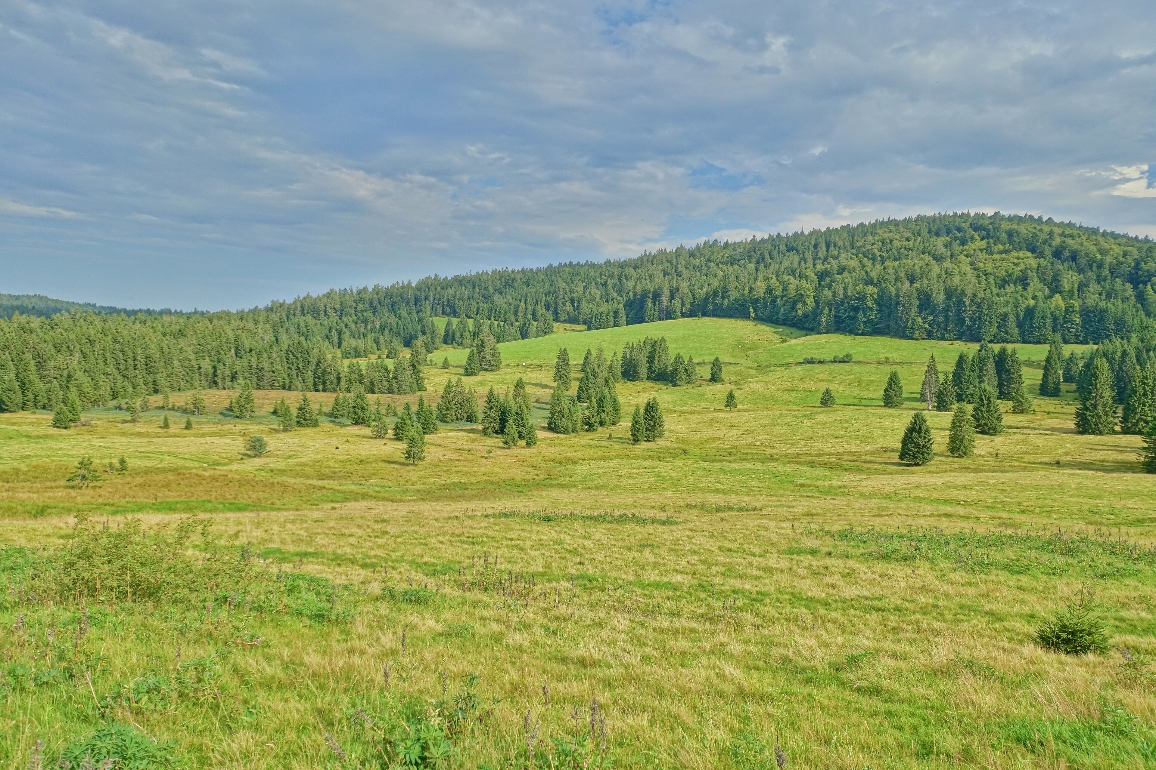 Postglaziales Tal der Schwarzwälder Hochflächenlandschaft und der bäuerlich geprägten Kulturlandschaft mit Wiesen, Weiden, Wäldern und Mooren; Mosaik aus unterschiedlichen, landesweit bedeutsam Mooren, Wäldern, Borstgrasrasen.