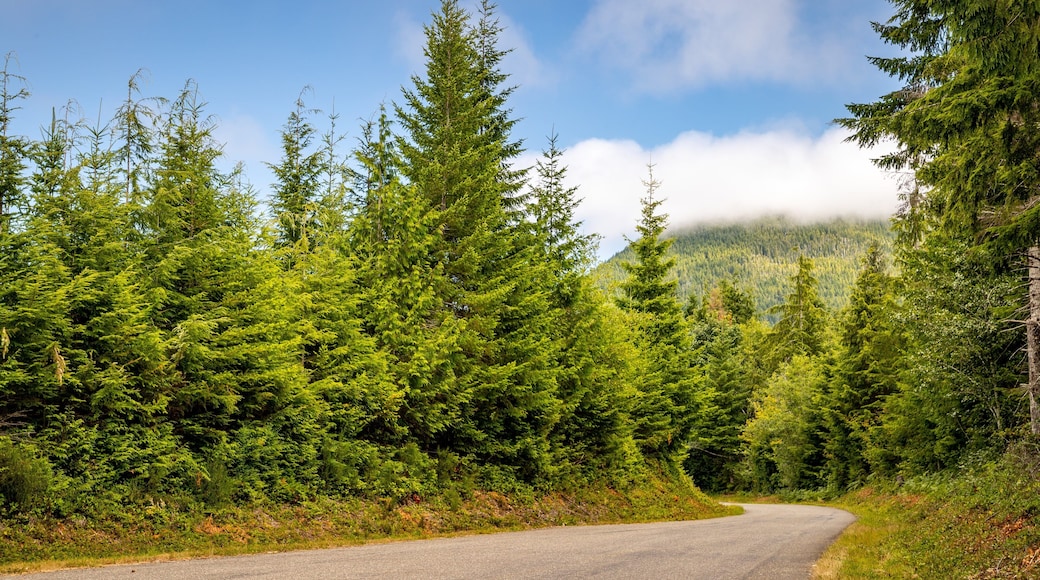 Olympic National Park featuring tranquil scenes and forest scenes