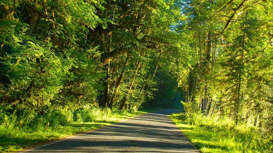 Hoh Rain Forest Visitor Center featuring rainforest