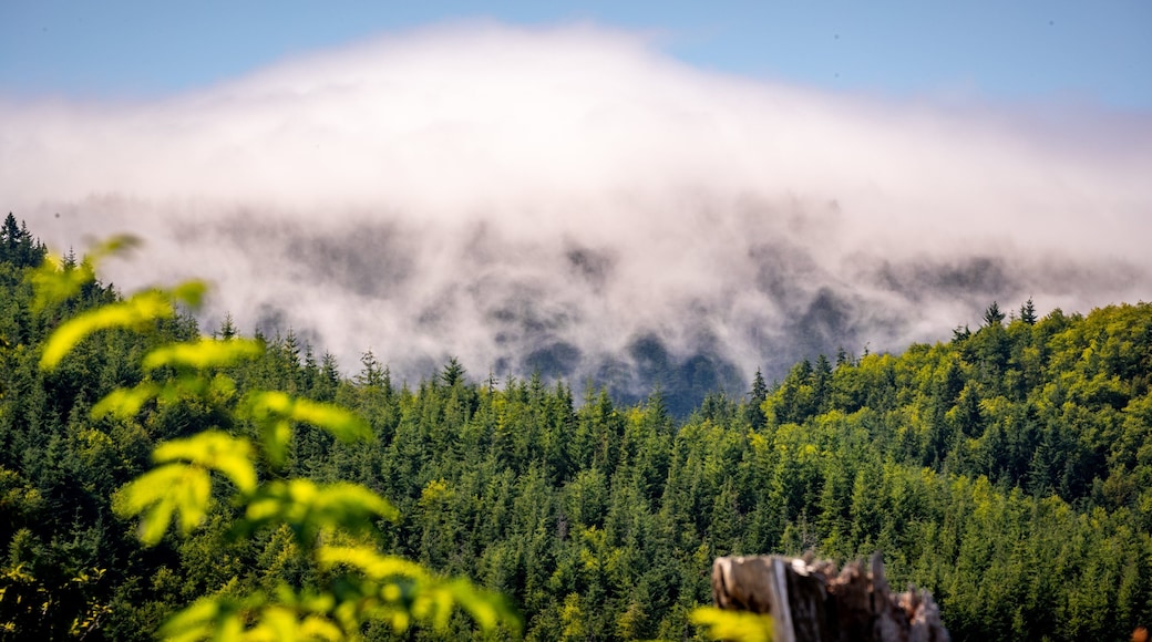 Olympic National Park which includes landscape views, mist or fog and tranquil scenes