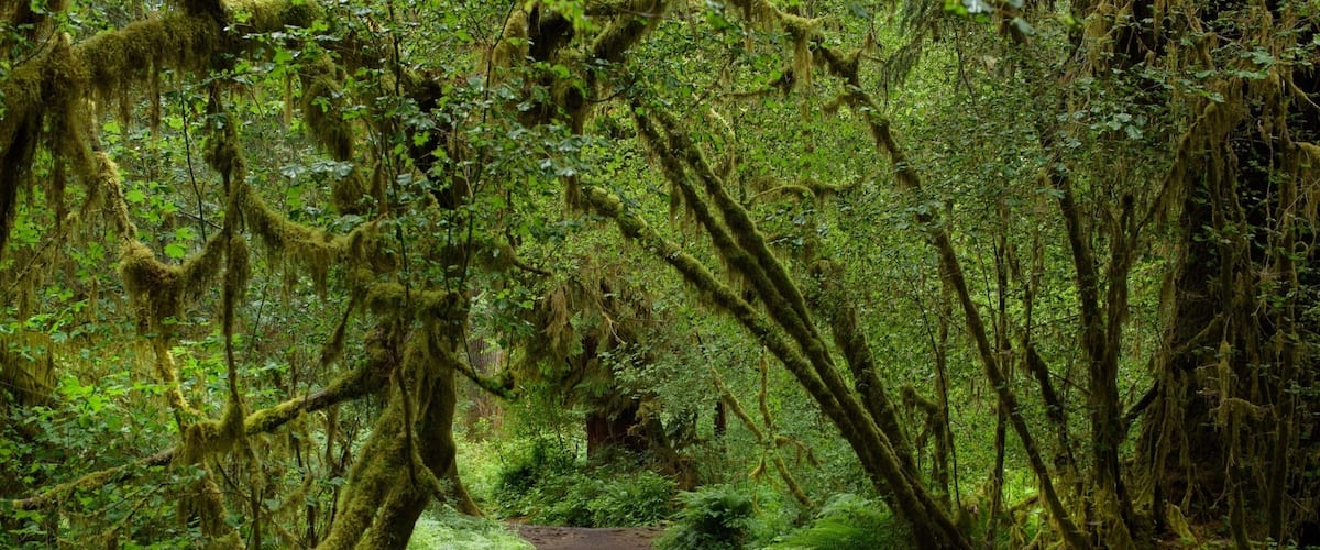 Just started posting here... so here’s a shot I took on a hike through the Hall of Mosses. My first time in this beautiful National Park.