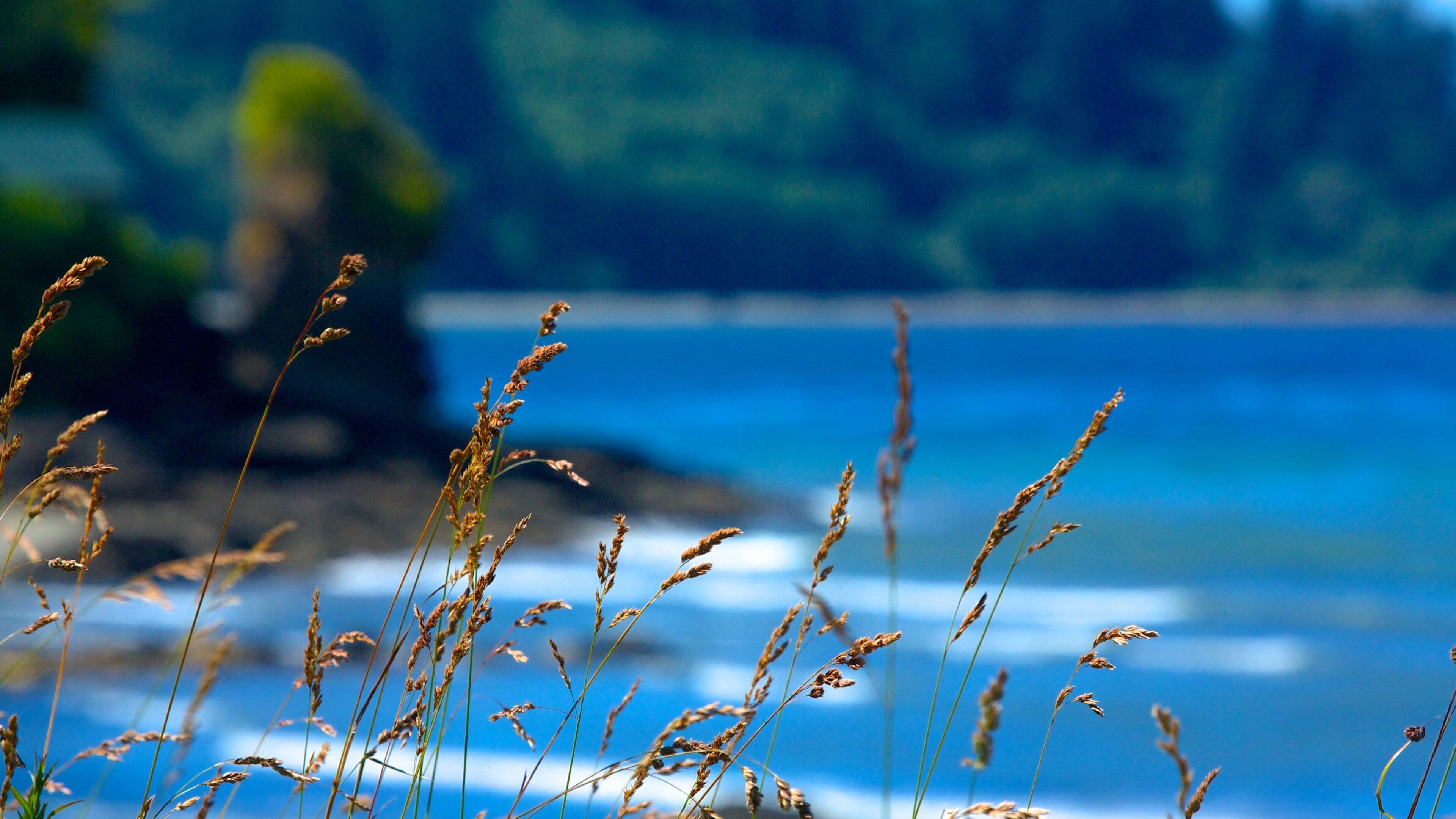 Olympic National Park caracterizando paisagens litorâneas