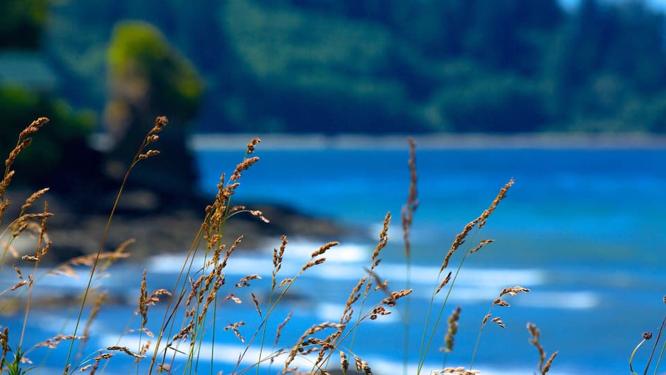Tall grasses in front of a body of water with a blurred background of greenery.