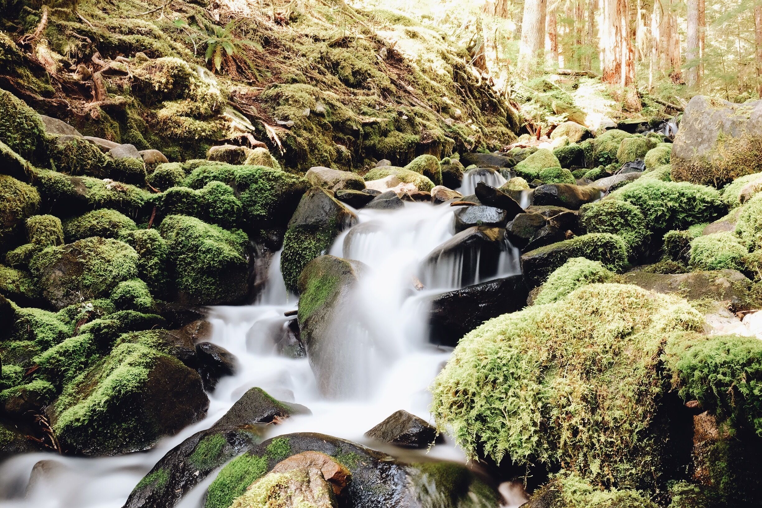 No better place in northern Washington to test long exposure than Olympic National Park #hiking