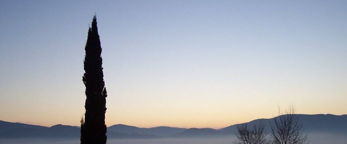 A misty mountain landscape with a prominent tall tree and a clear sky.