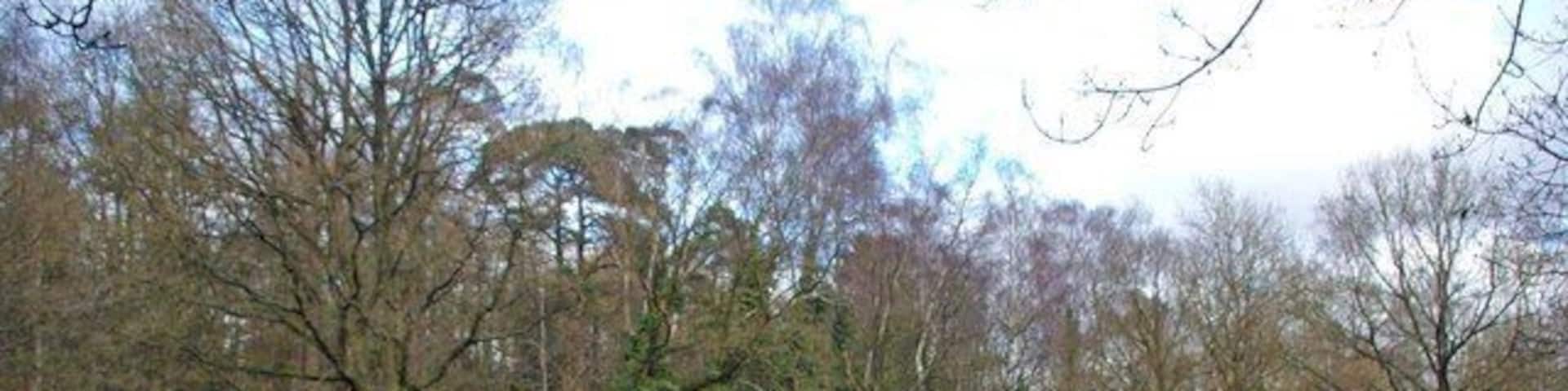 Glade in Whippendell Wood Wippendell Wood consists of 160 acres of woodland owned and managed by Watford Borough Council see for more info. http://www.watford.gov.uk/ccm/content/leisure-and-community/whippendell-wood.en;jsessionid=B270428480968FC43EC279303C0A6C9B the wood was used as a location site in one of the Star Wars movies.