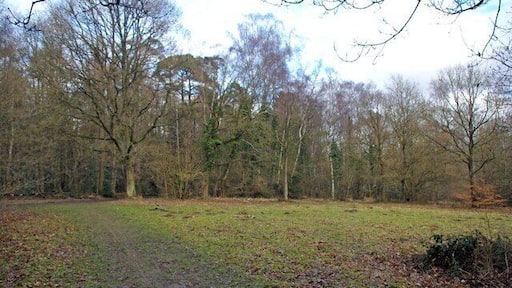 Glade in Whippendell Wood Wippendell Wood consists of 160 acres of woodland owned and managed by Watford Borough Council see for more info. http://www.watford.gov.uk/ccm/content/leisure-and-community/whippendell-wood.en;jsessionid=B270428480968FC43EC279303C0A6C9B the wood was used as a location site in one of the Star Wars movies.
