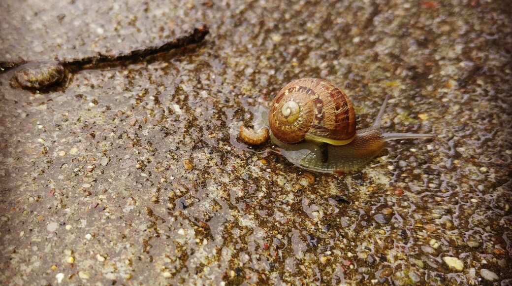 Today after the rain many of this little friends came out to take a walk and have some food on the sidewalk. Nature here in CA is just so amazing🐌🍃☁