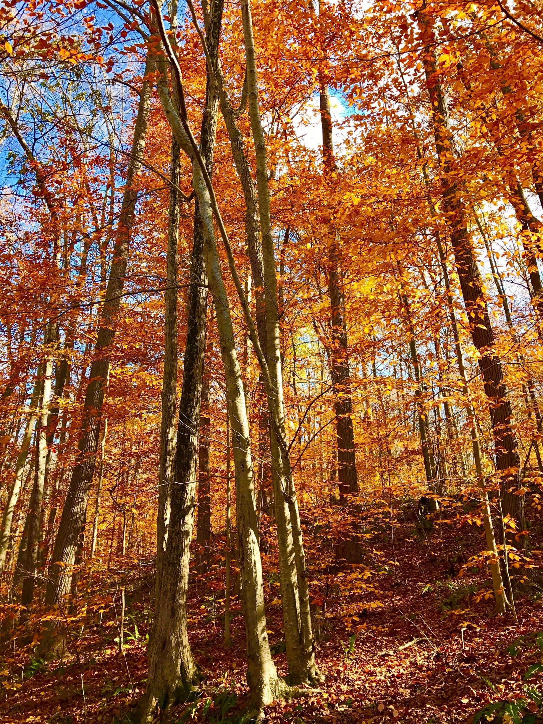 What a beautiful find on Saturday afternoon  