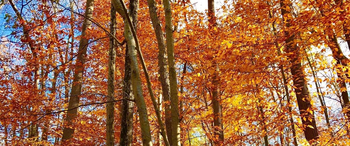 What a beautiful find on Saturday afternoon