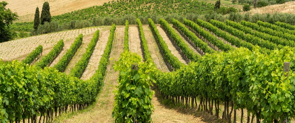 A vineyard with rows of grapevines, olive groves, and scattered buildings on a hillside.