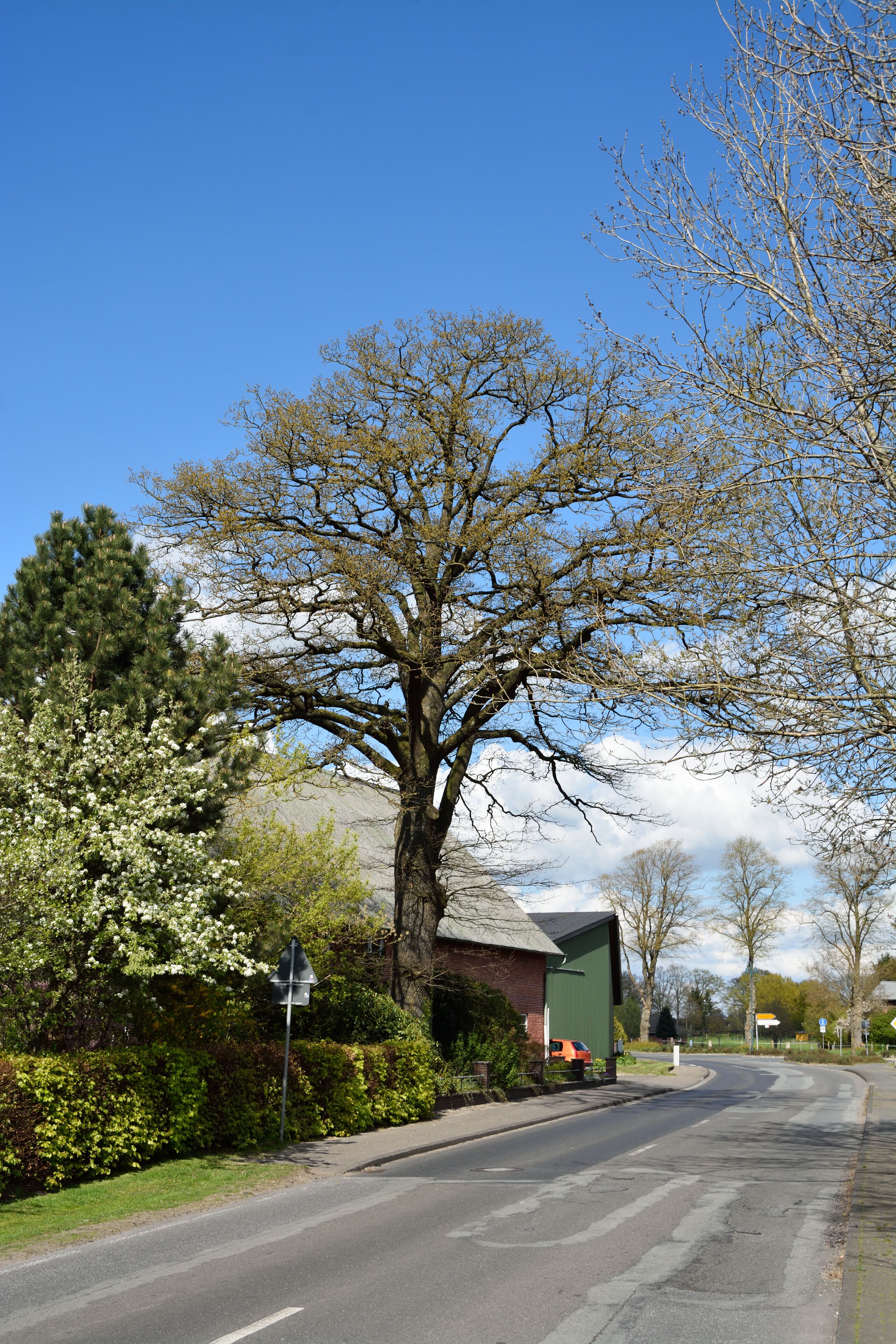 Naturdenkmal im Kreis Pinneberg Stieleiche, Bokel, Lindenstraße 1
