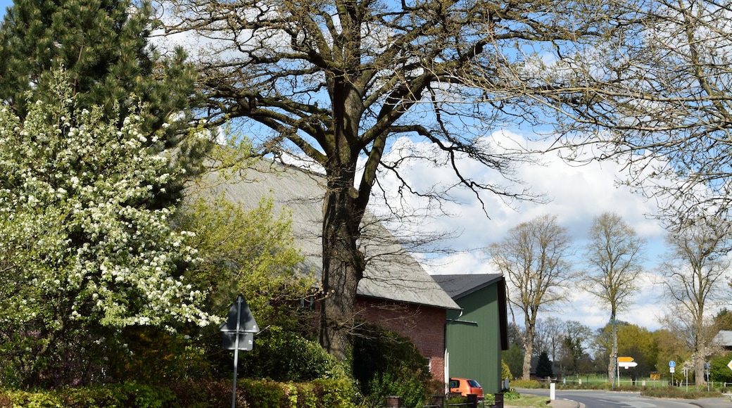 Naturdenkmal im Kreis Pinneberg Stieleiche, Bokel, Lindenstraße 1