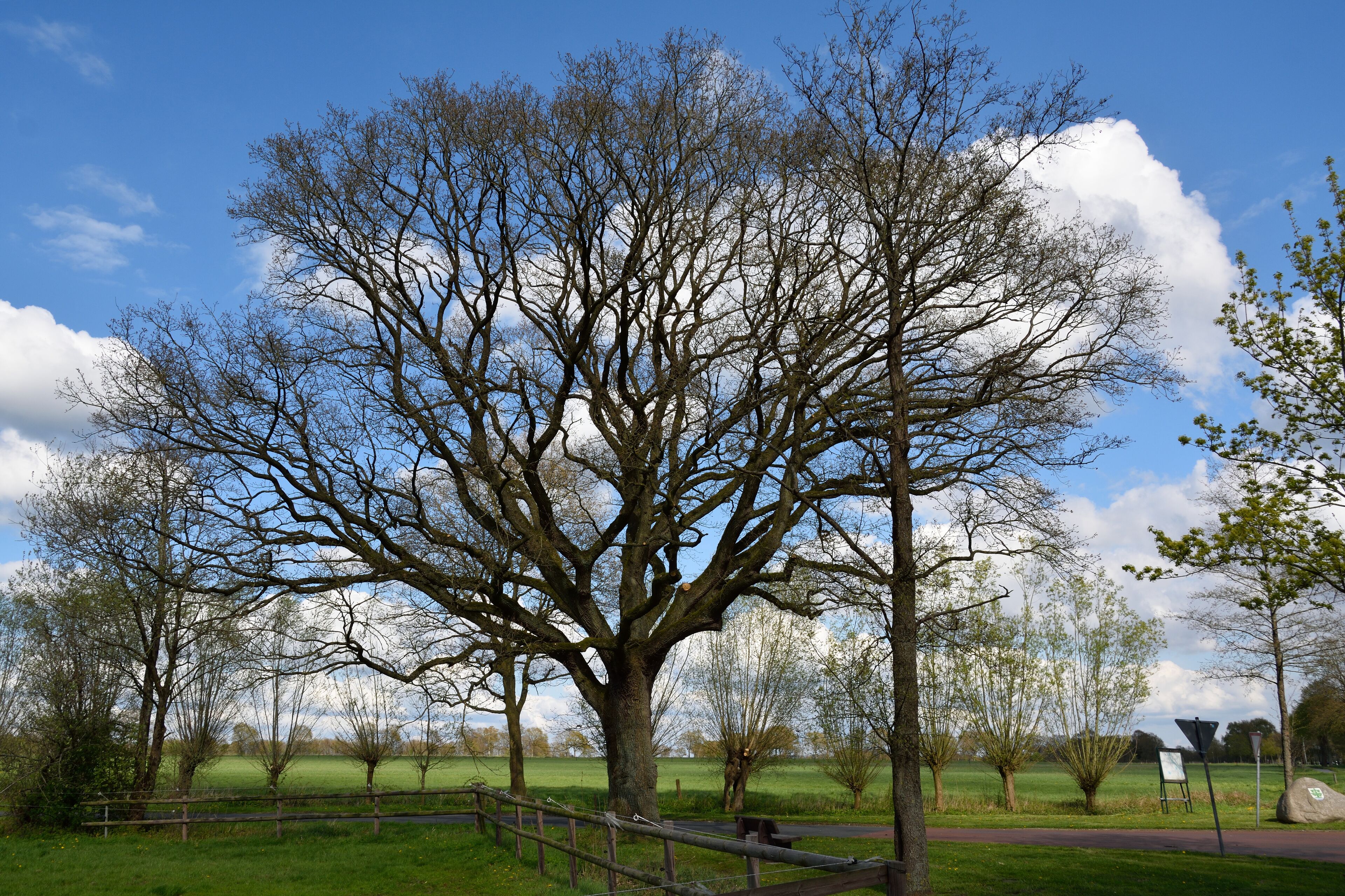 A large tree in a park with a clear sky and a fence in the foreground.