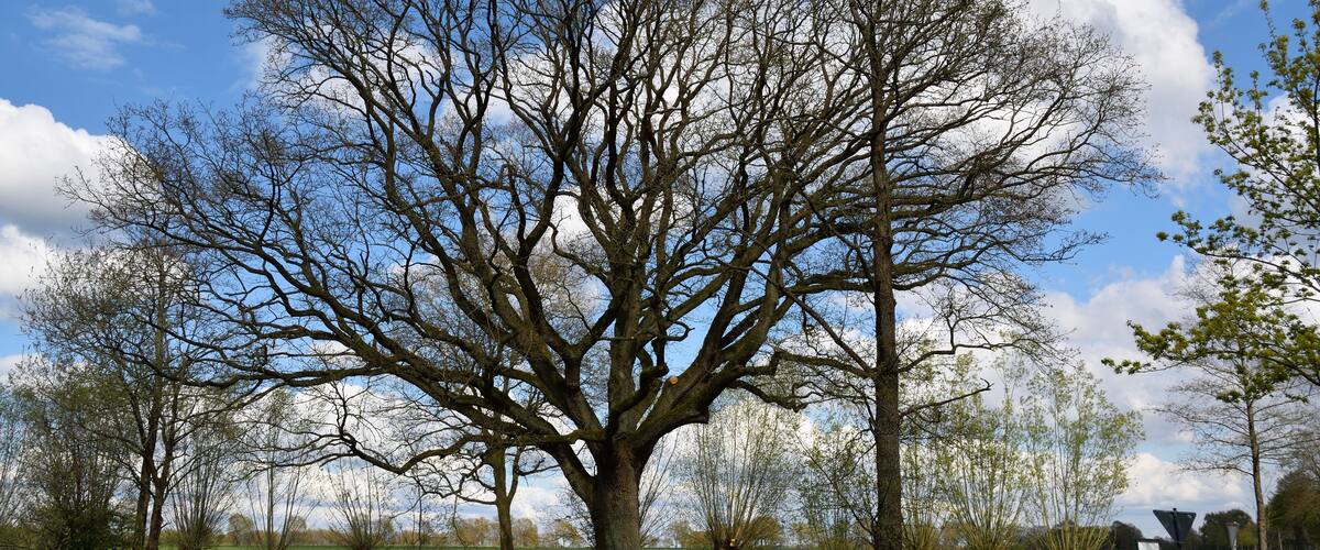 A large tree in a park with a clear sky and a fence in the foreground.