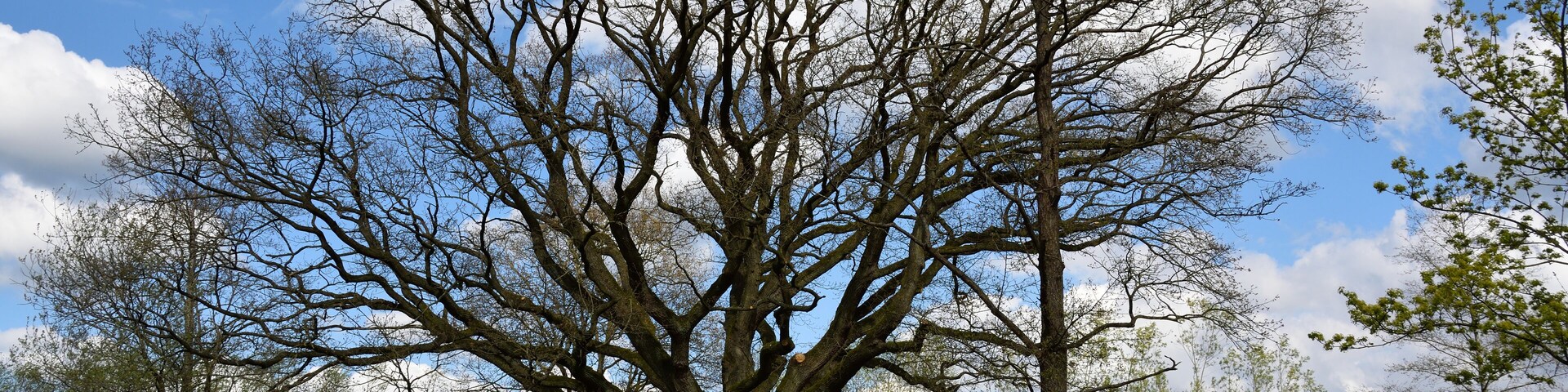 A large tree in a park with a clear sky and a fence in the foreground.