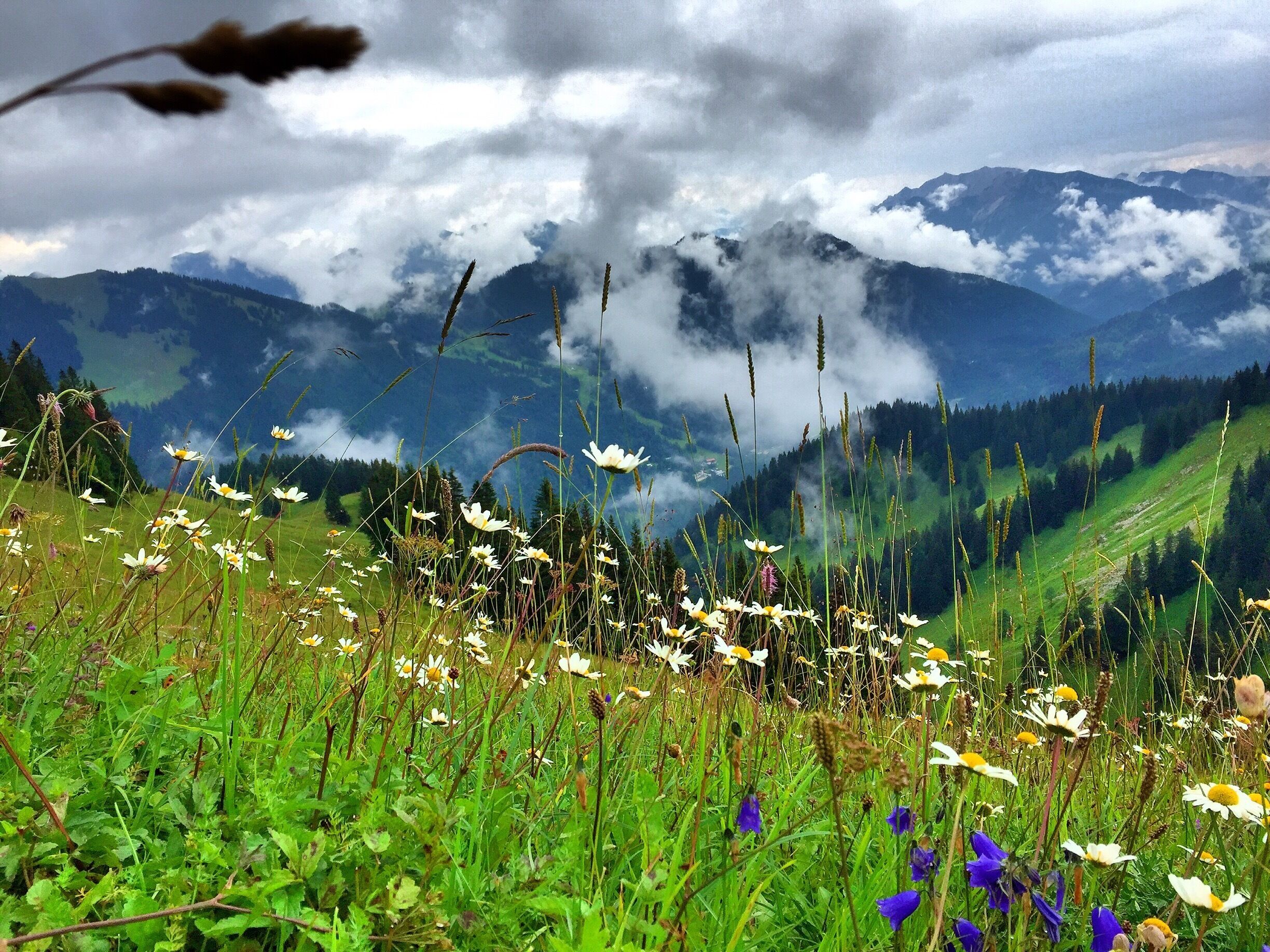 This is why cows love Wallberg #Mountains #hiking 